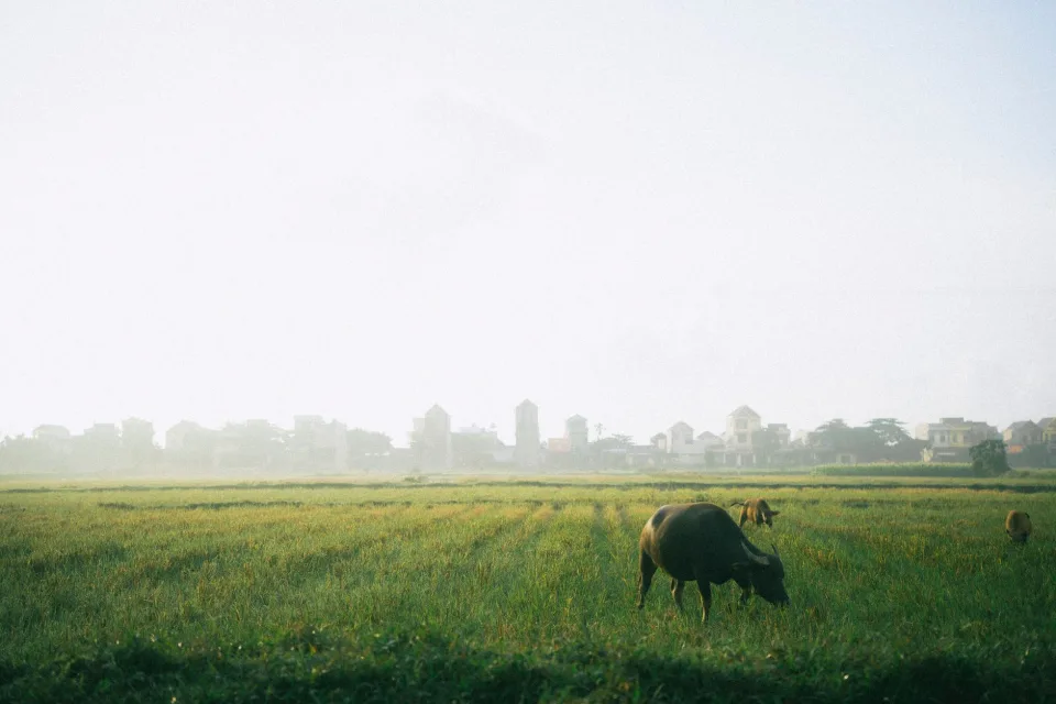 Cân và đóng bao